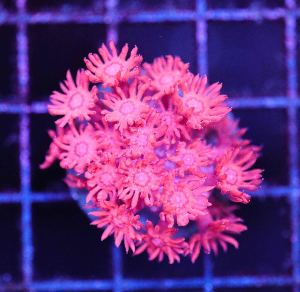 Frag Box Corals