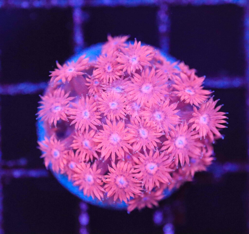 Frag Box Corals