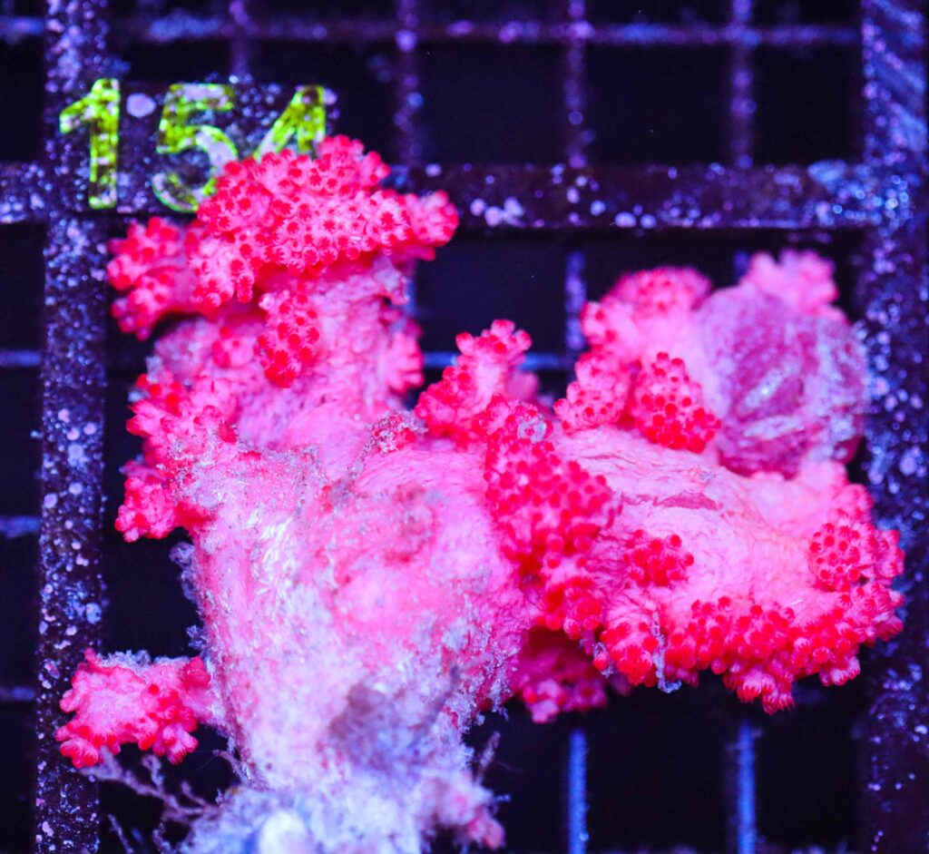 Frag Box Corals