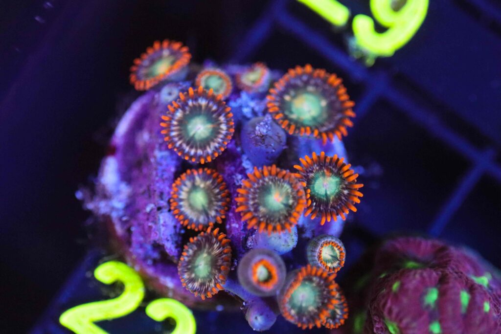 Frag Box Corals