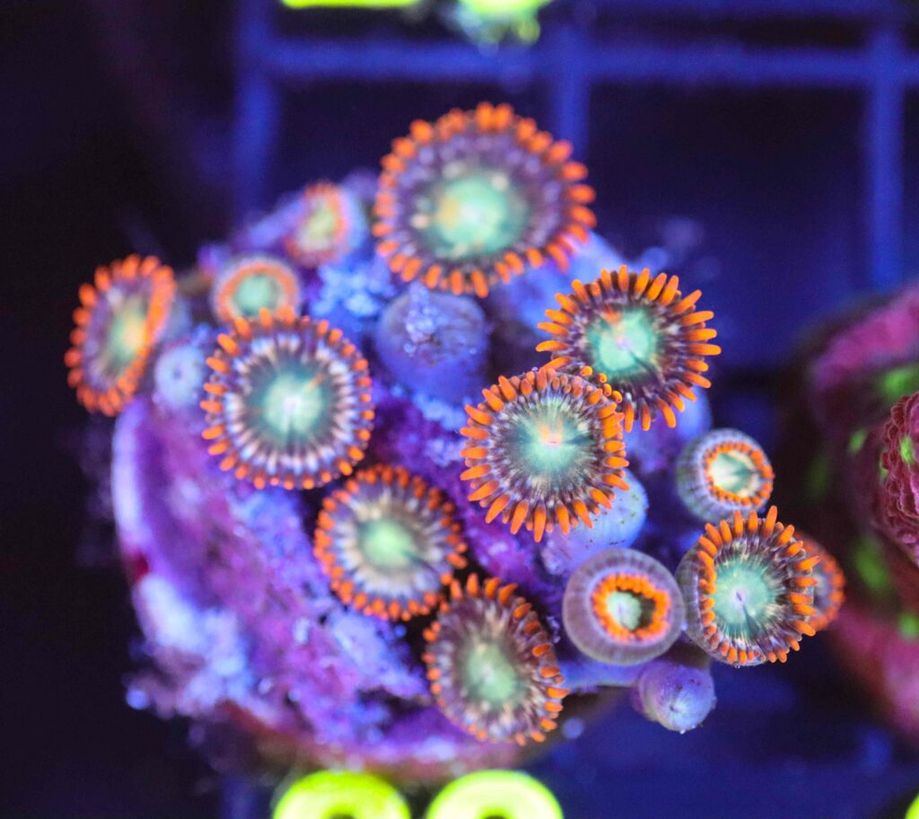Frag Box Corals