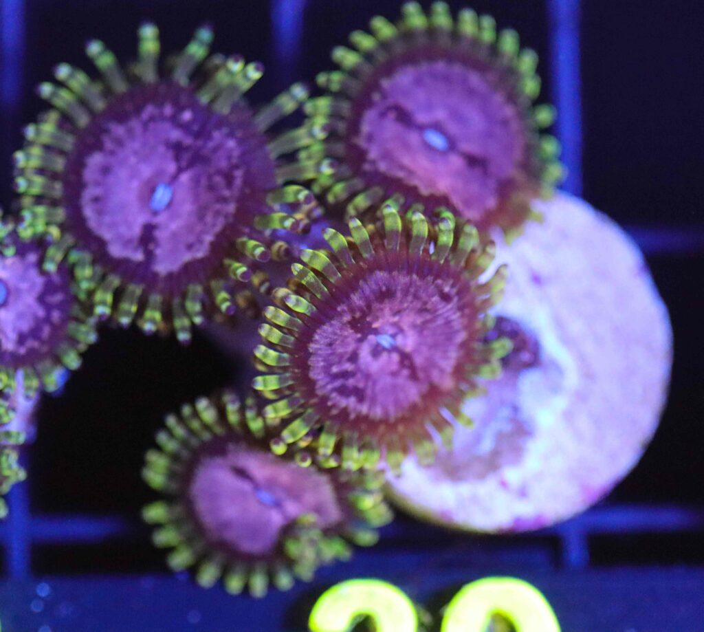 Frag Box Corals