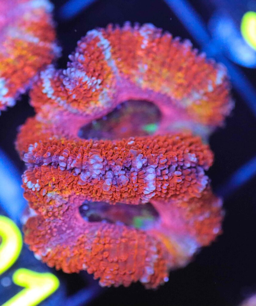 Frag Box Corals