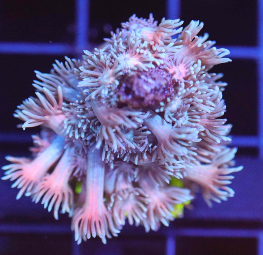 Frag Box Corals