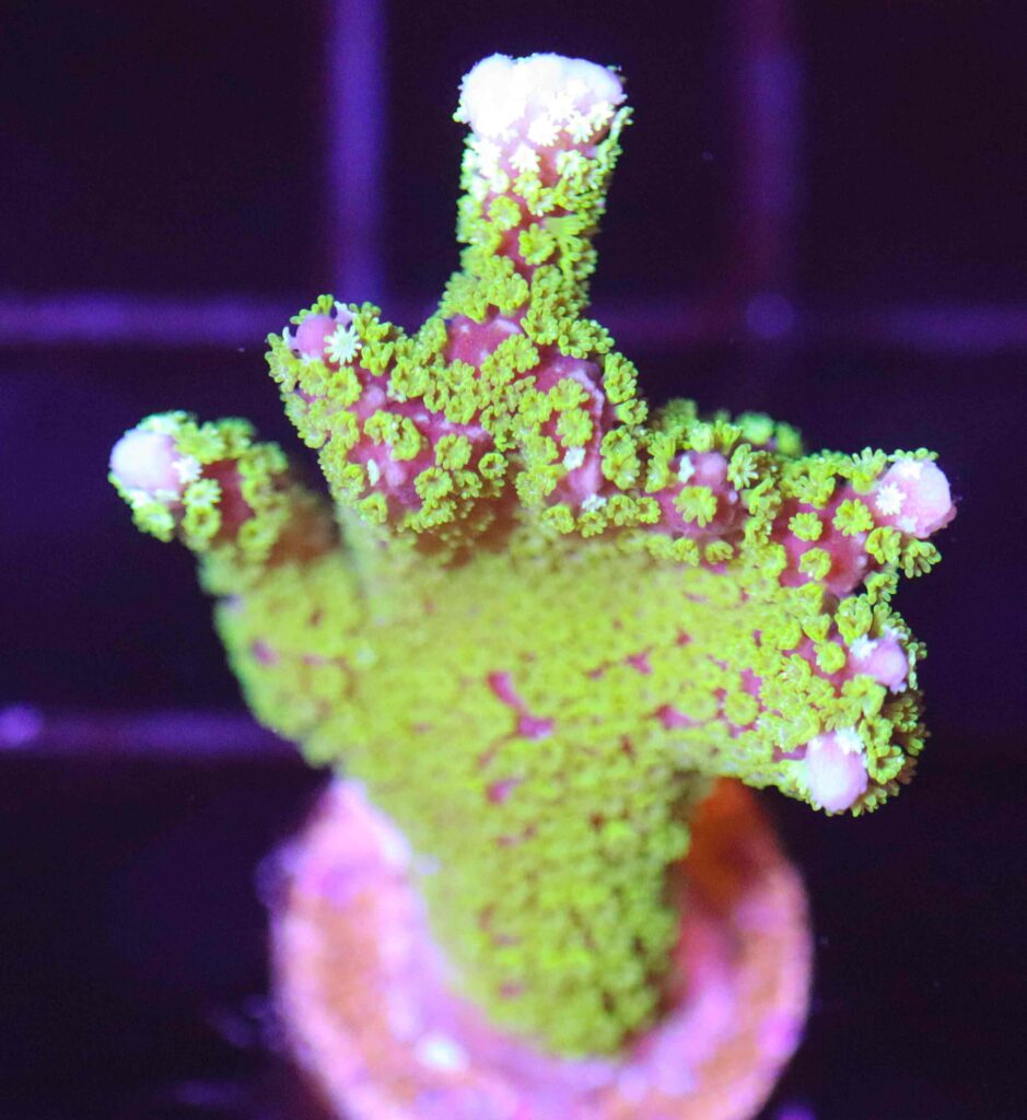 Frag Box Corals