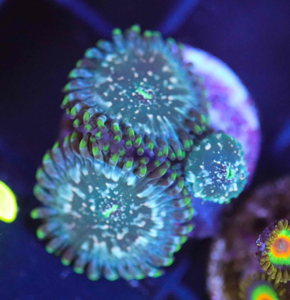 Frag Box Corals