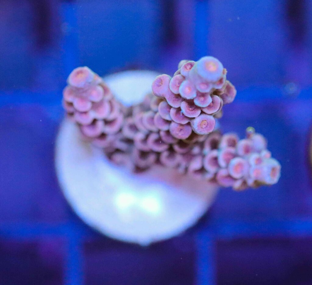 Frag Box Corals