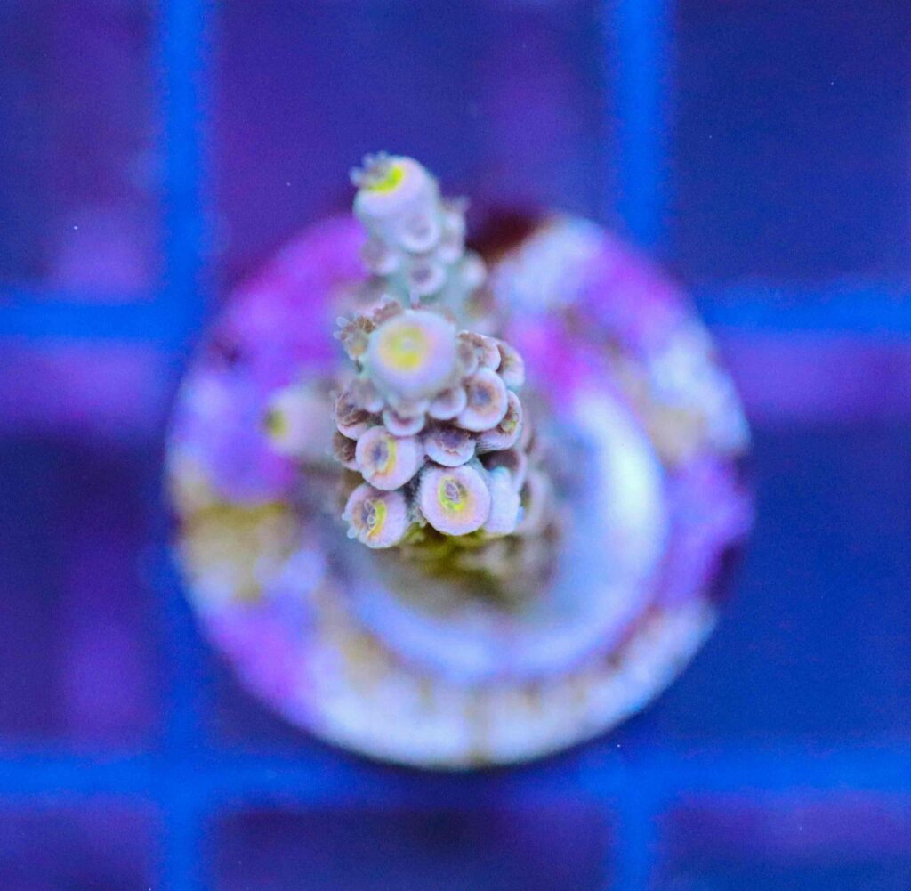 Frag Box Corals