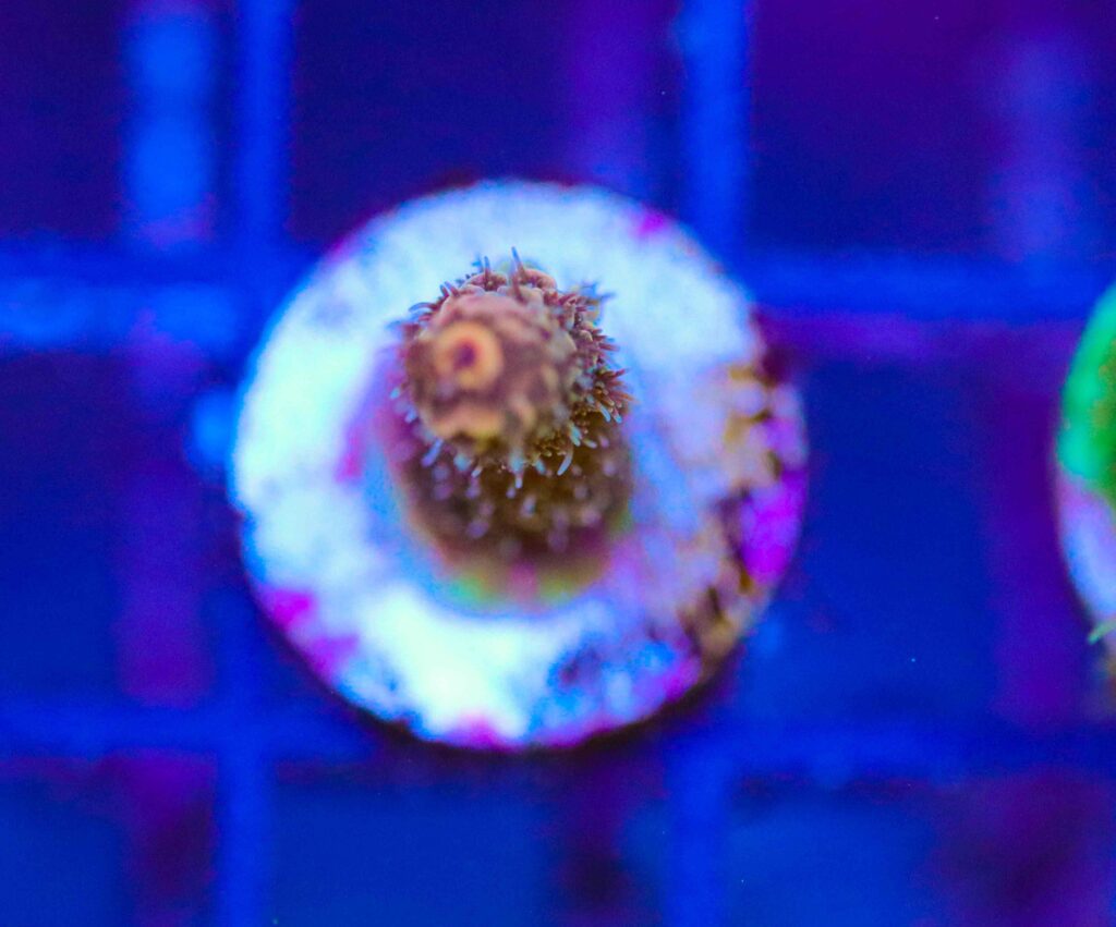 Frag Box Corals