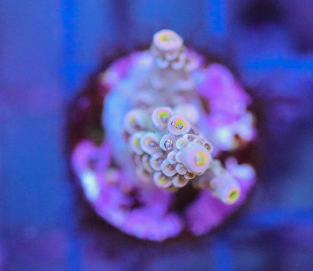 Frag Box Corals