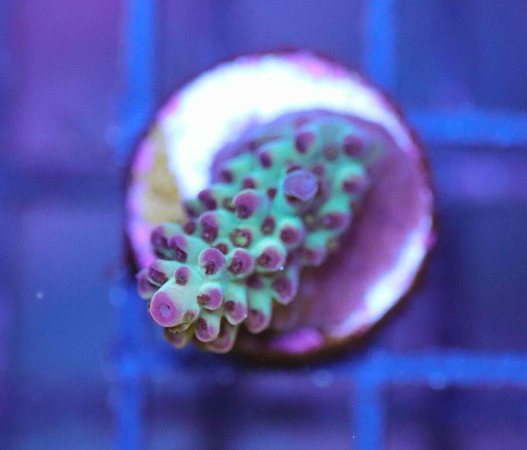 Frag Box Corals