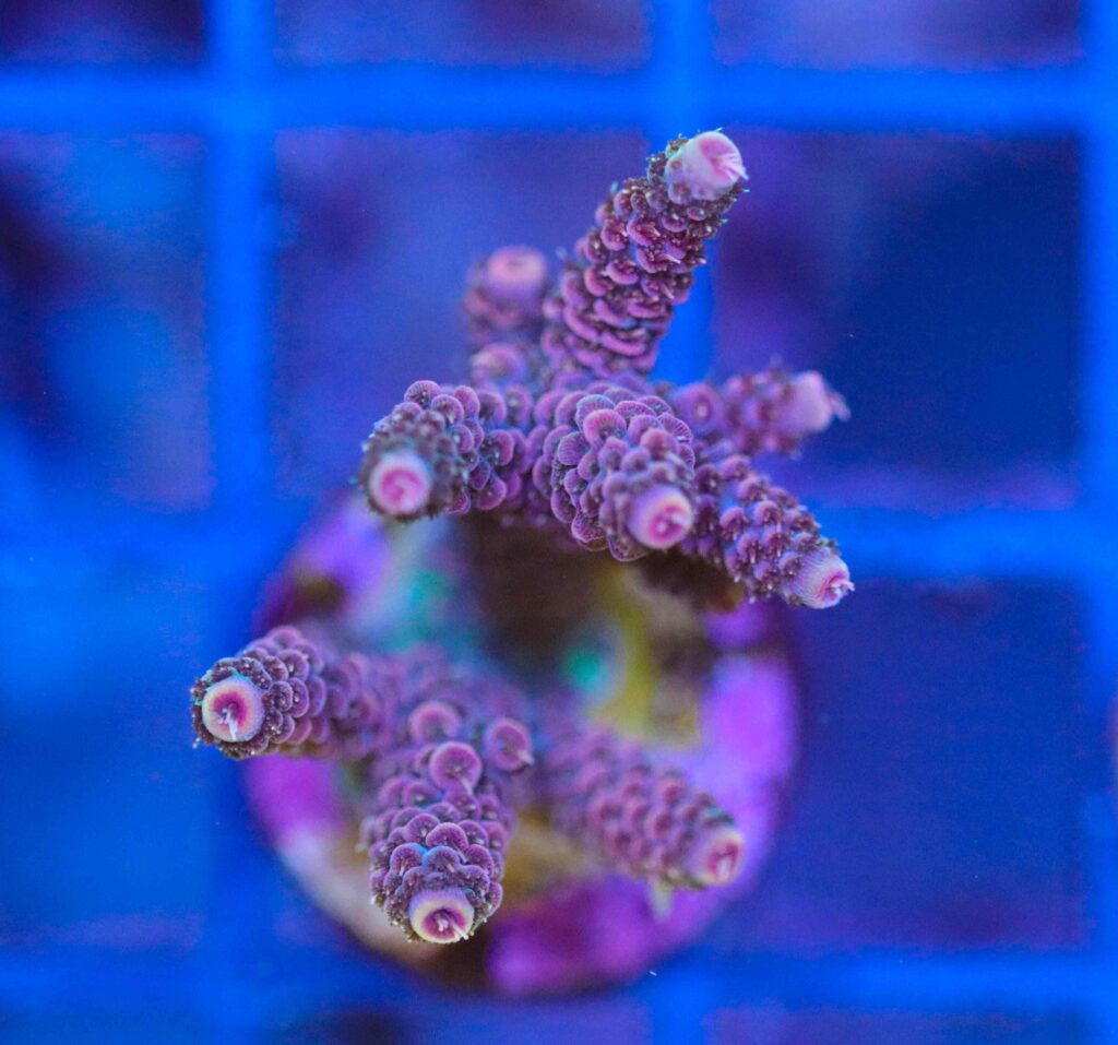 Frag Box Corals