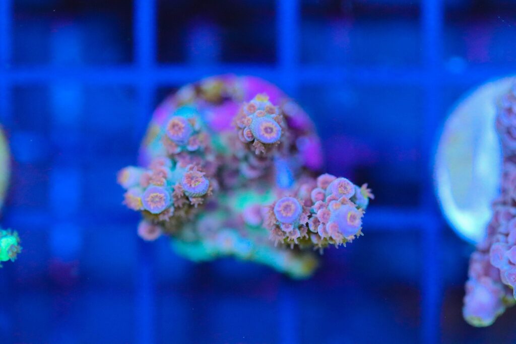 Frag Box Corals