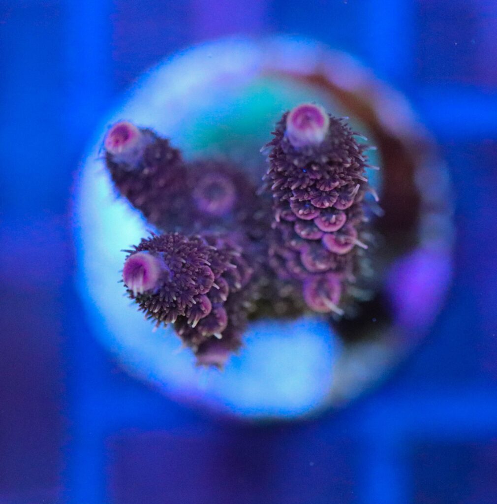 Frag Box Corals