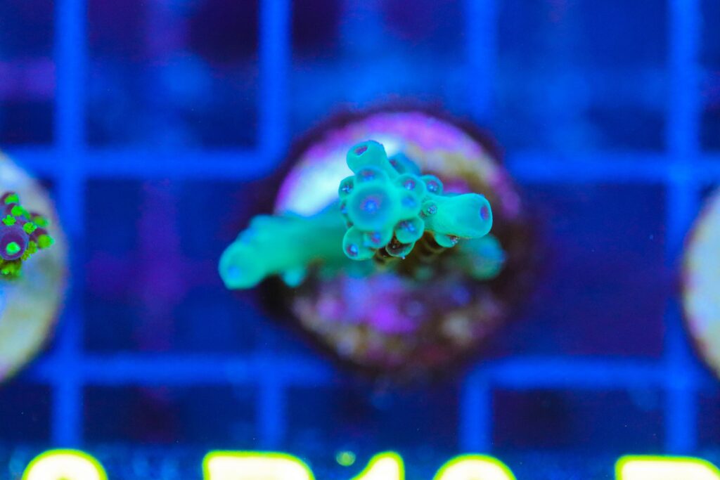 Frag Box Corals