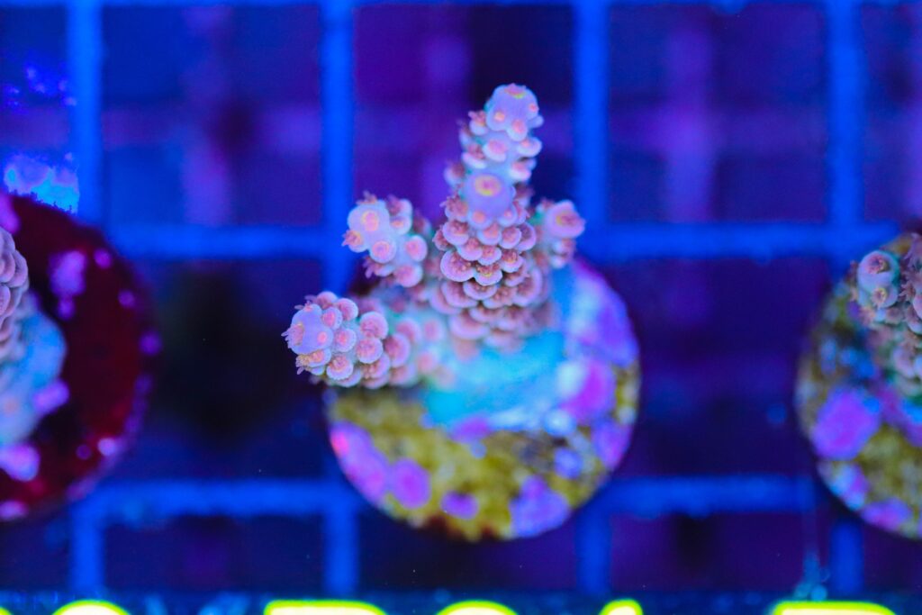 Frag Box Corals