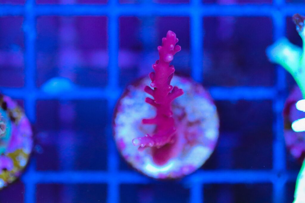 Frag Box Corals