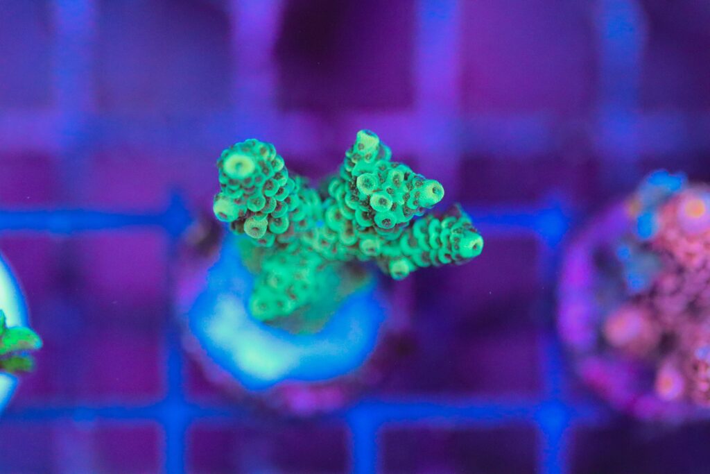 Frag Box Corals