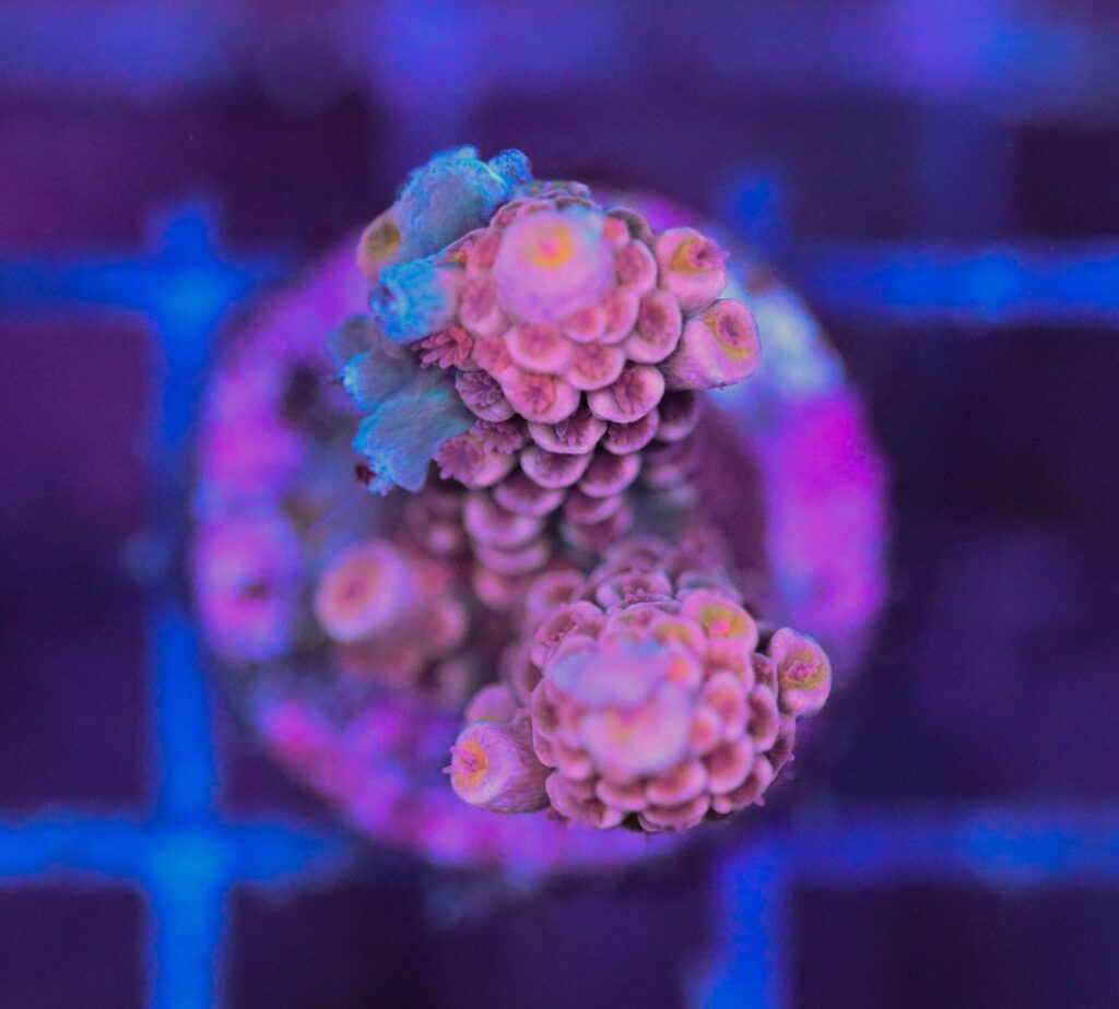 Frag Box Corals
