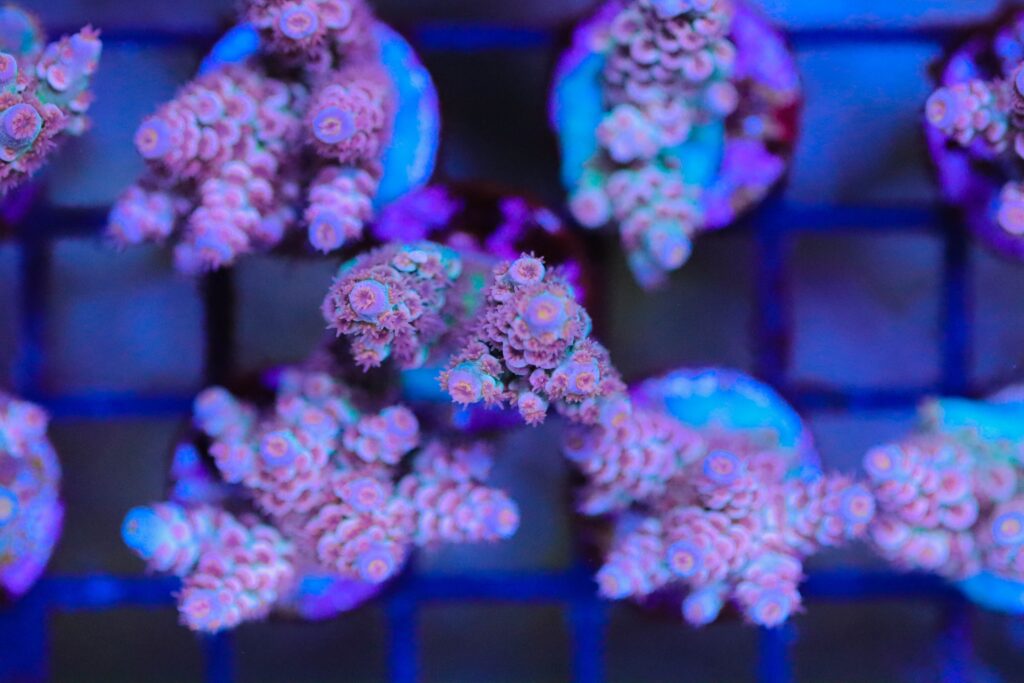 Frag Box Corals