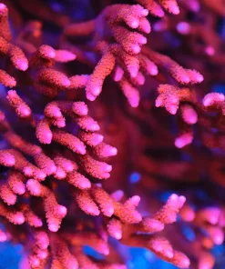 Flame Red Montipora Digitata Frag