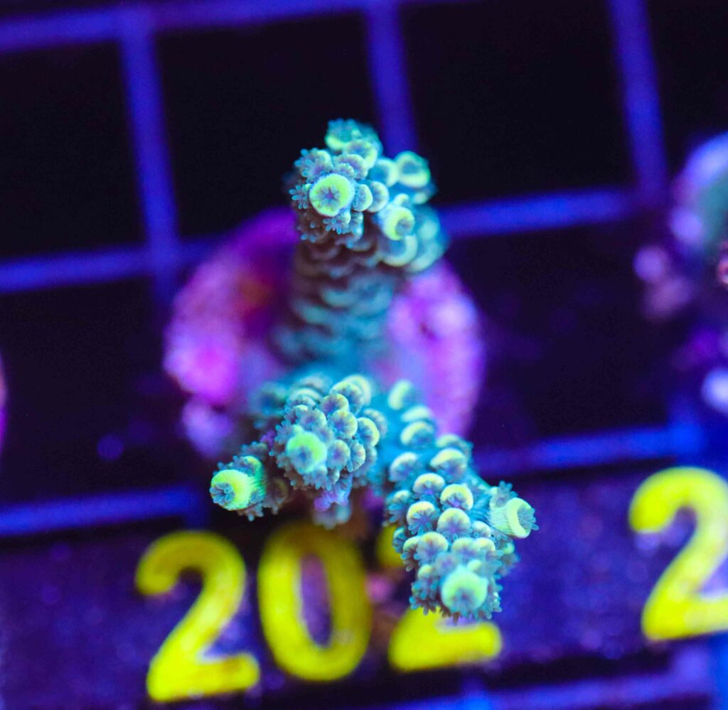 Frag Box Corals