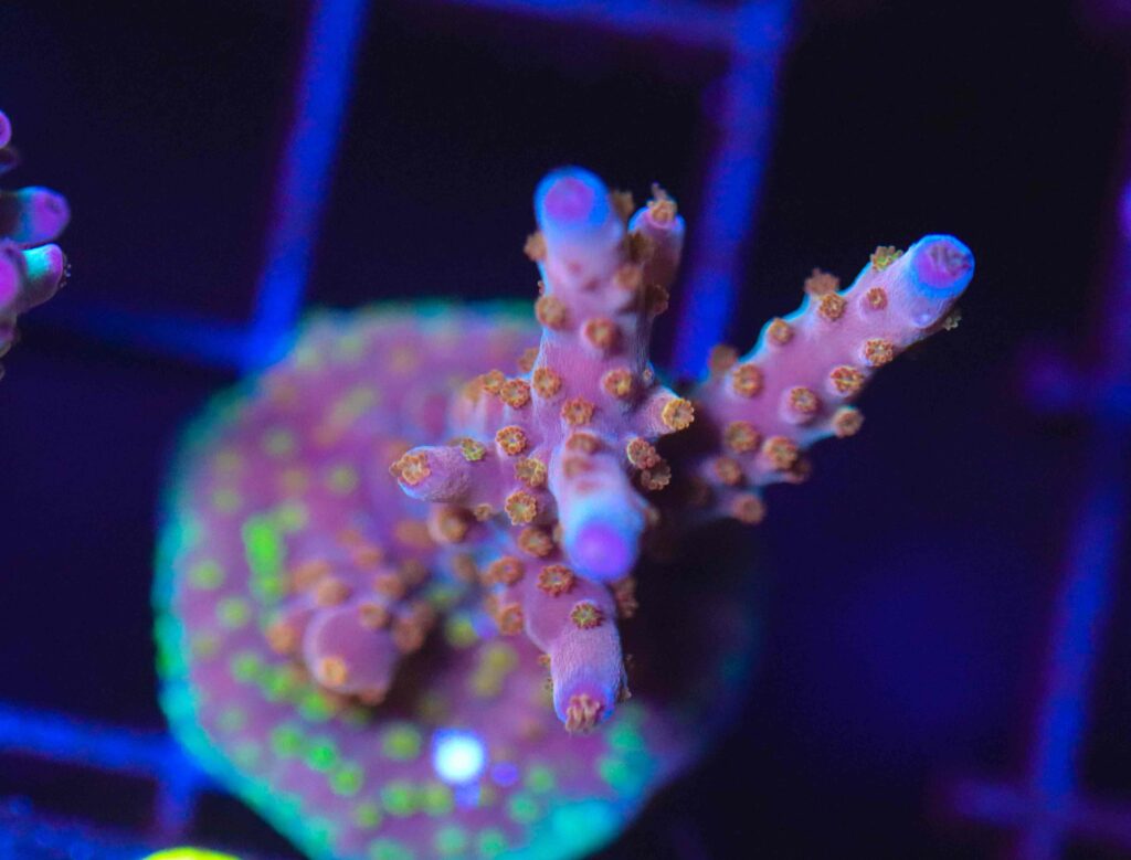 Frag Box Corals