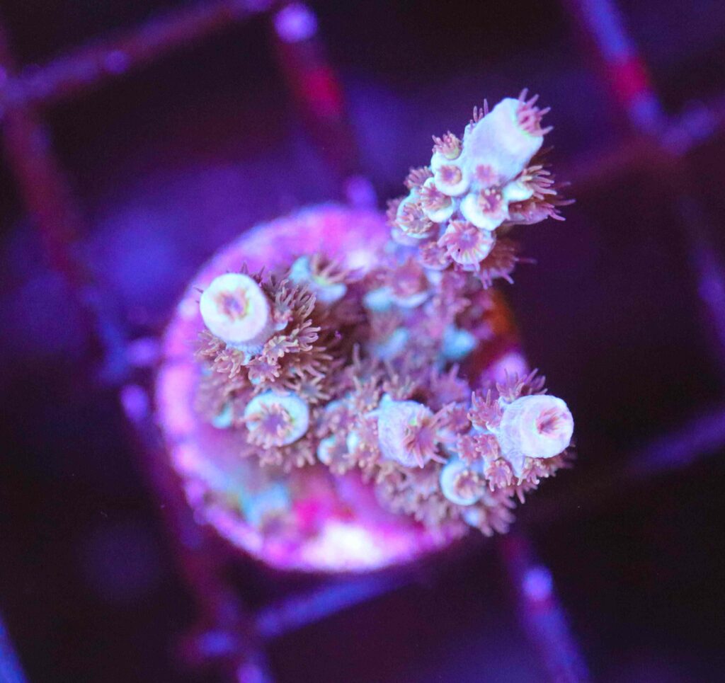 Frag Box Corals