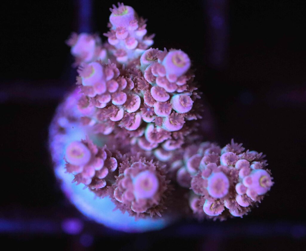 Frag Box Corals