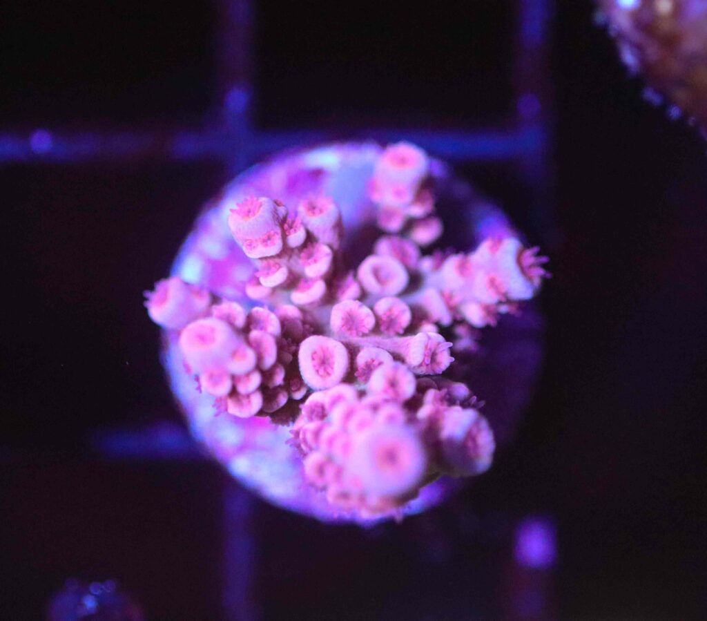 Frag Box Corals