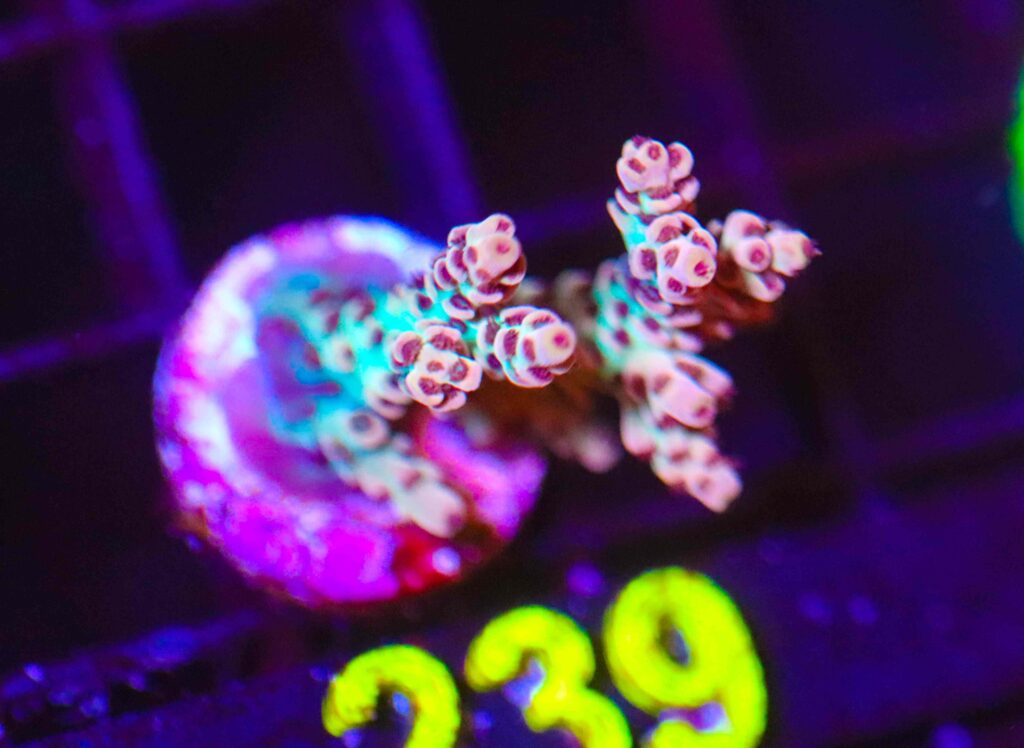 Frag Box Corals