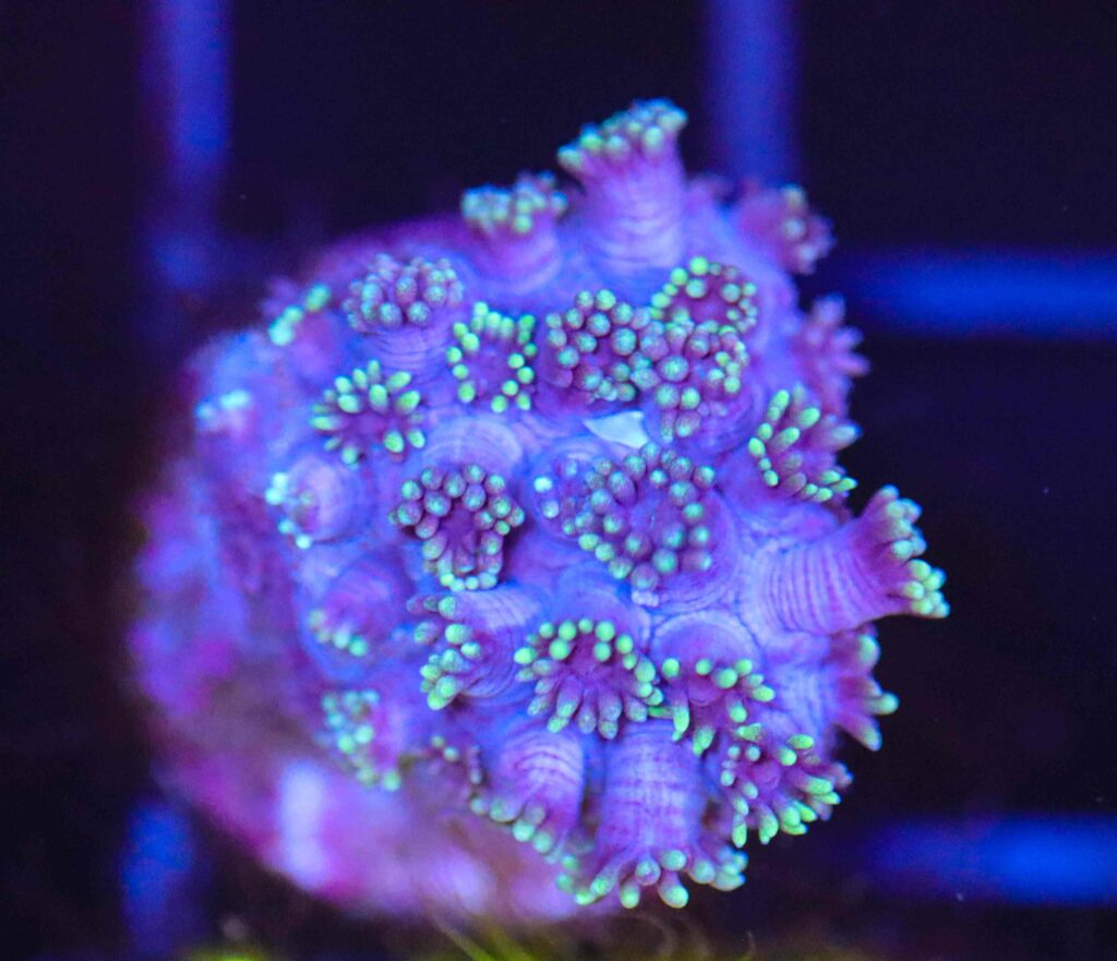 Frag Box Corals