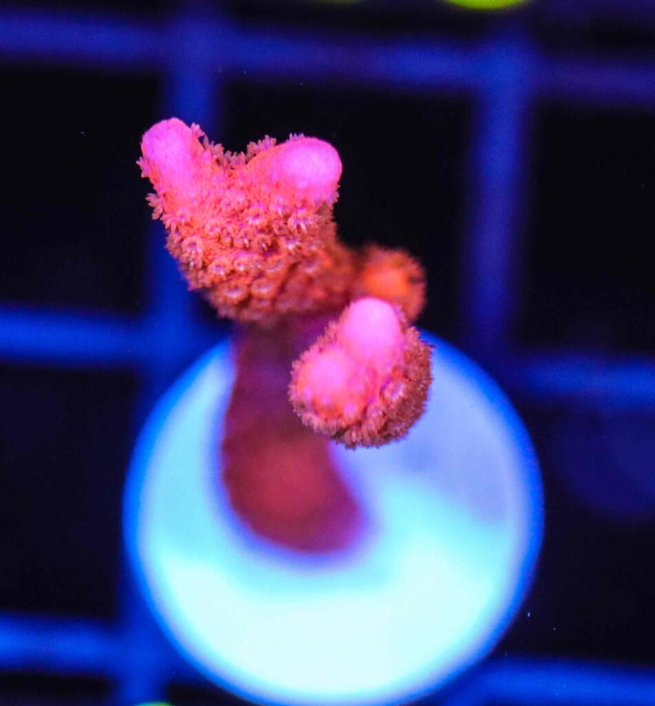 Frag Box Corals