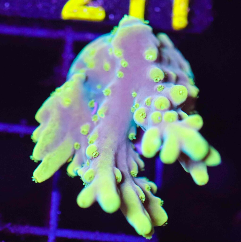 Frag Box Corals