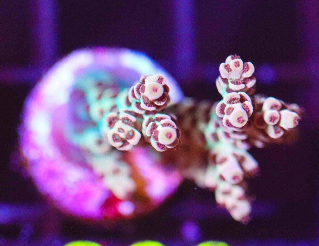 Frag Box Corals