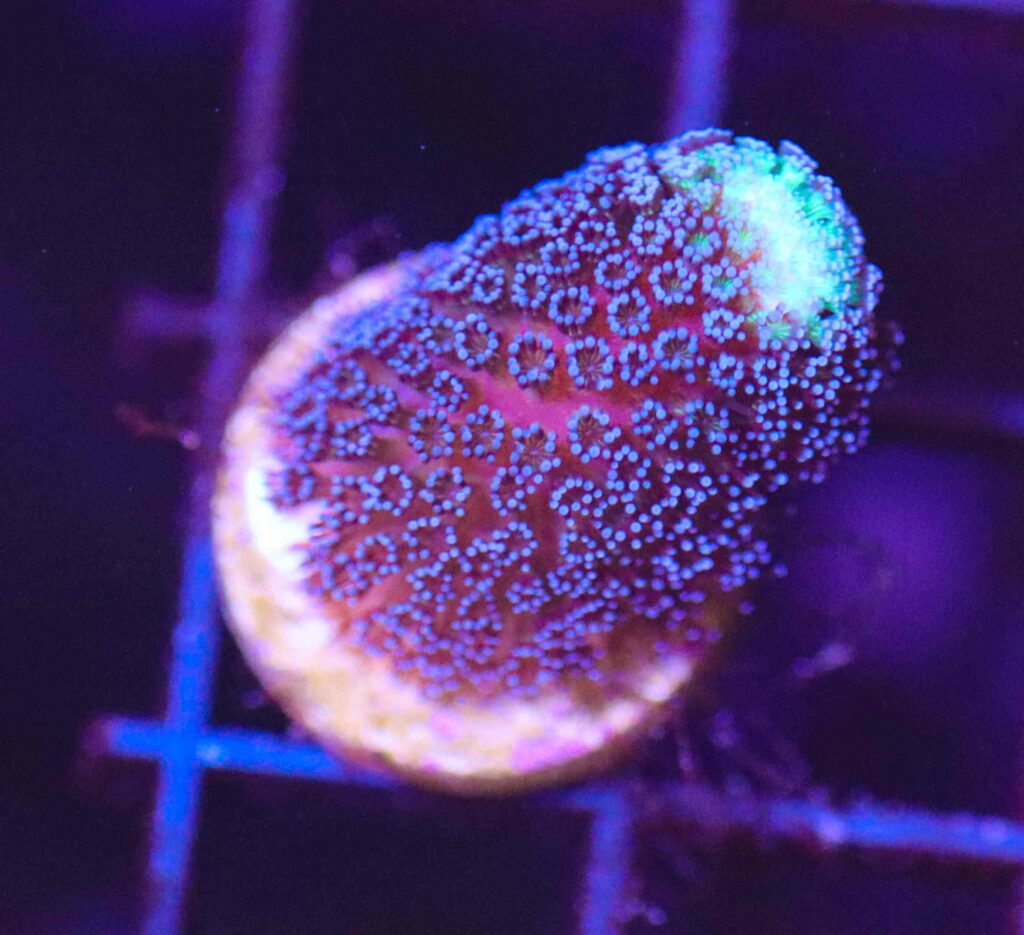 Frag Box Corals