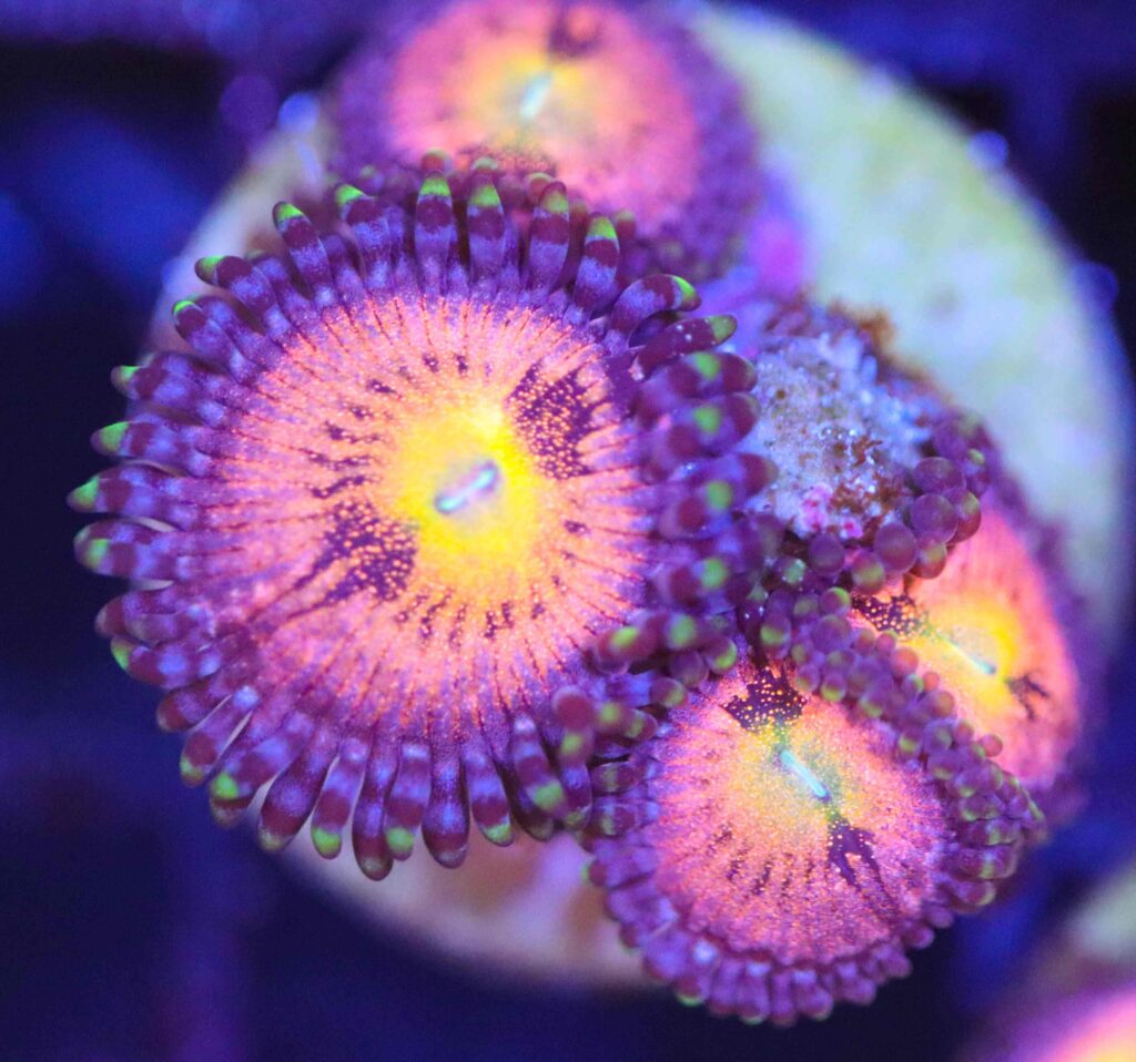 Frag Box Corals
