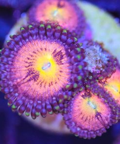 Supernova Zoanthid Frag (Row #12)