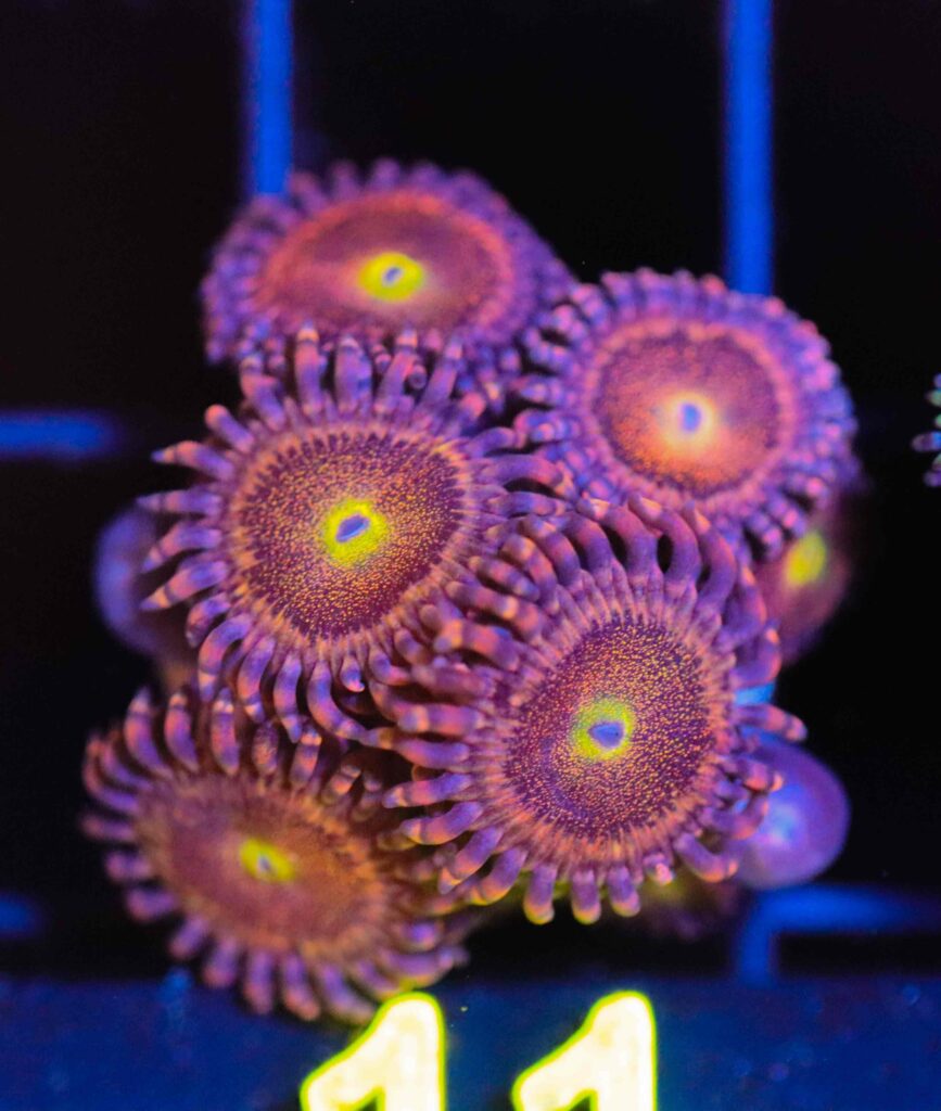 Frag Box Corals