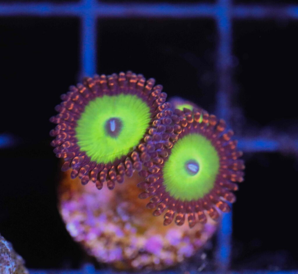 Frag Box Corals