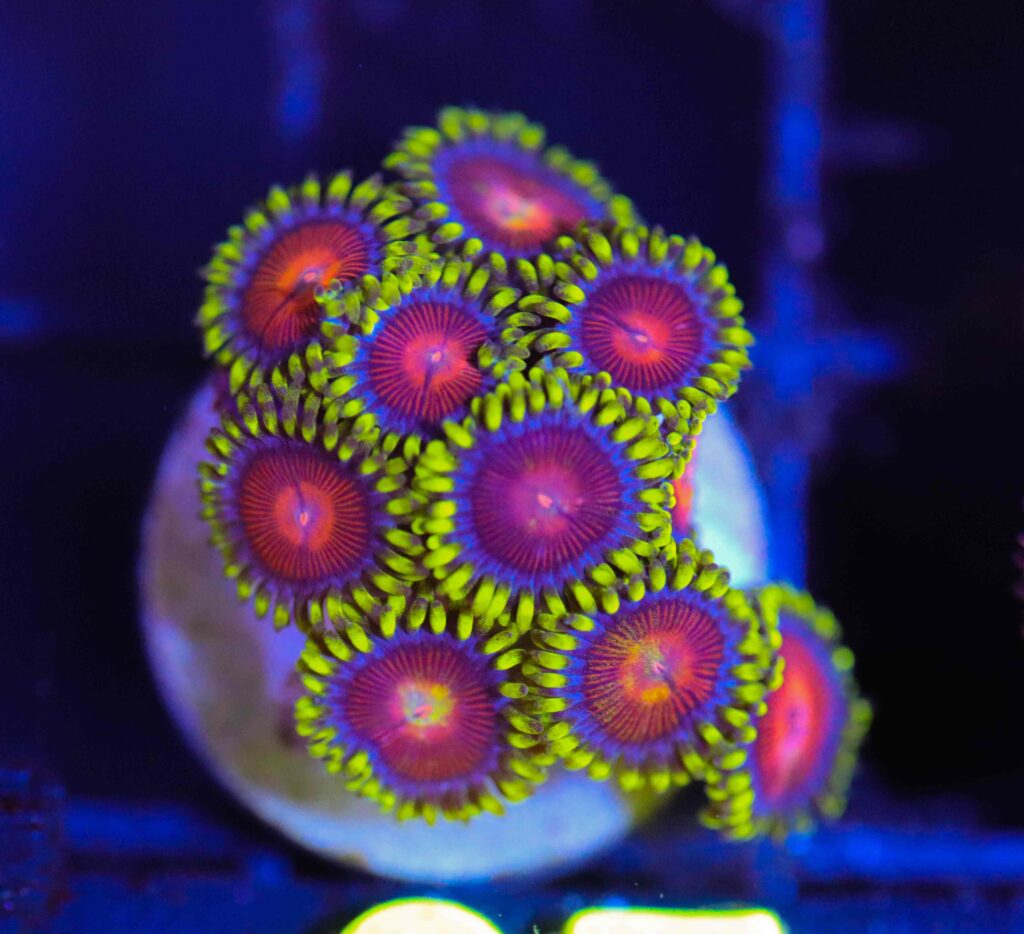 Frag Box Corals