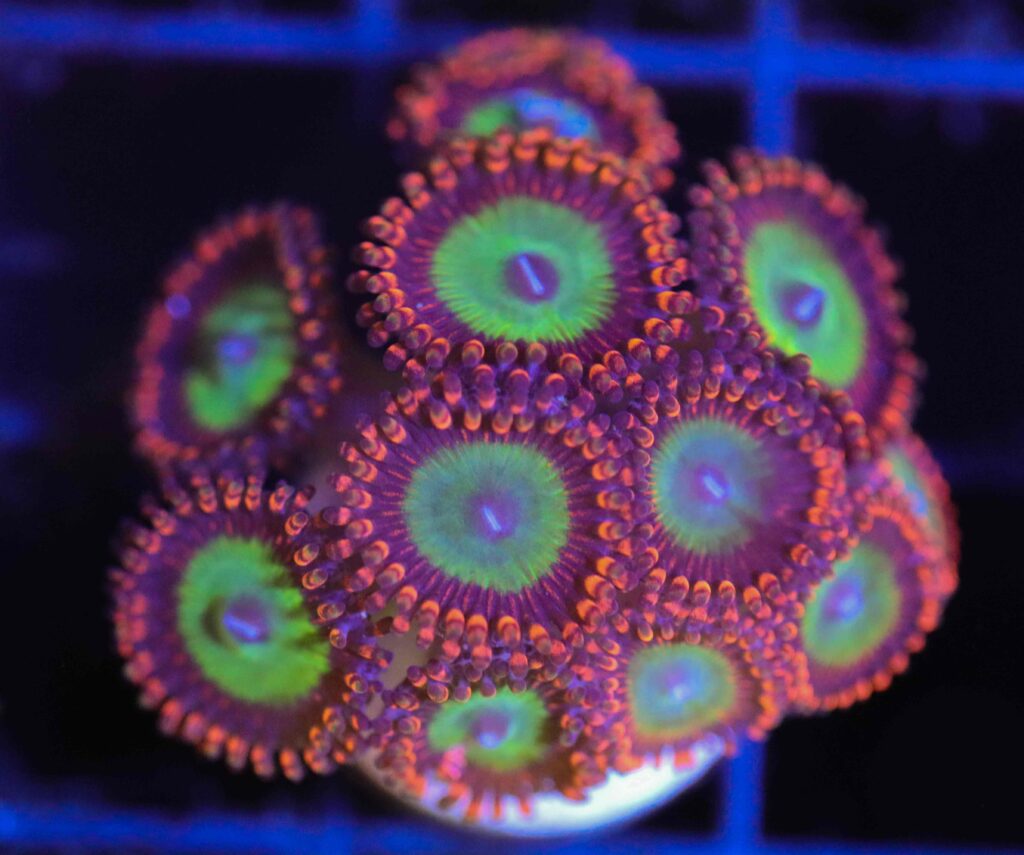 Frag Box Corals