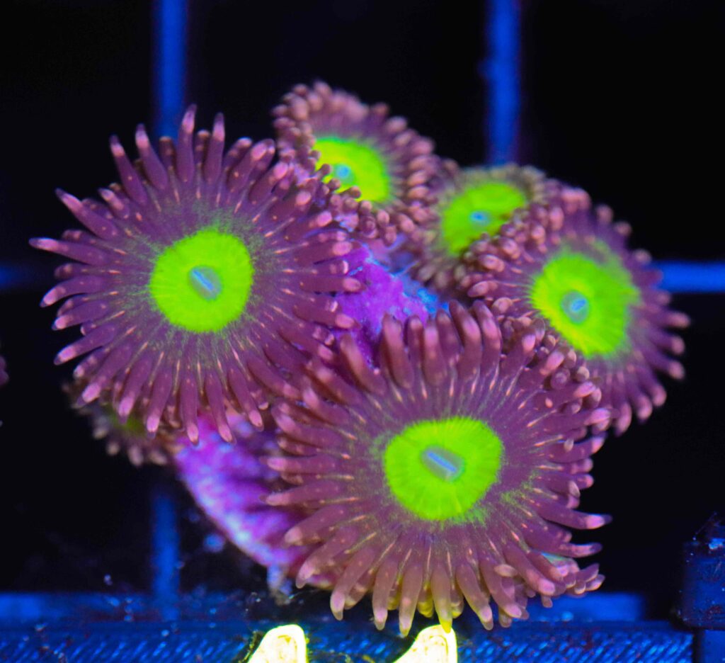 Frag Box Corals