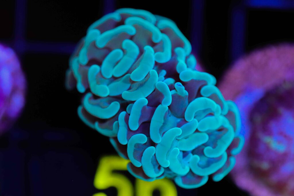 Frag Box Corals