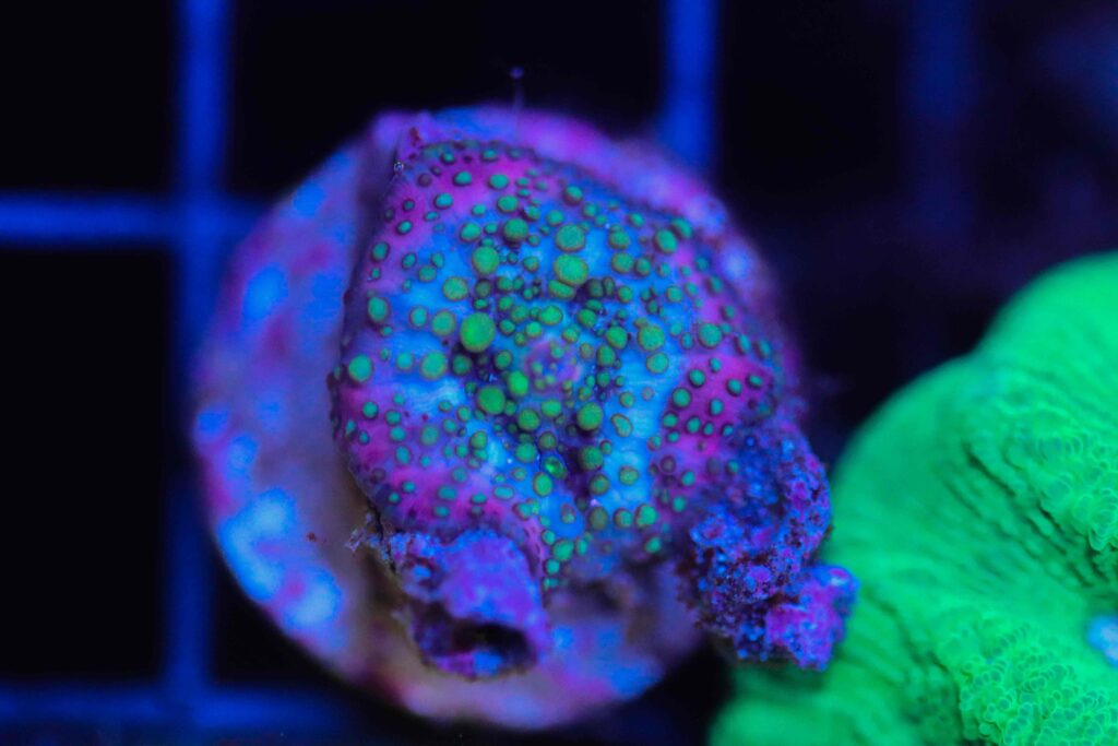 Frag Box Corals