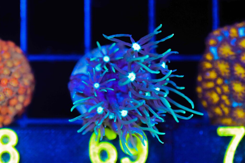 Frag Box Corals