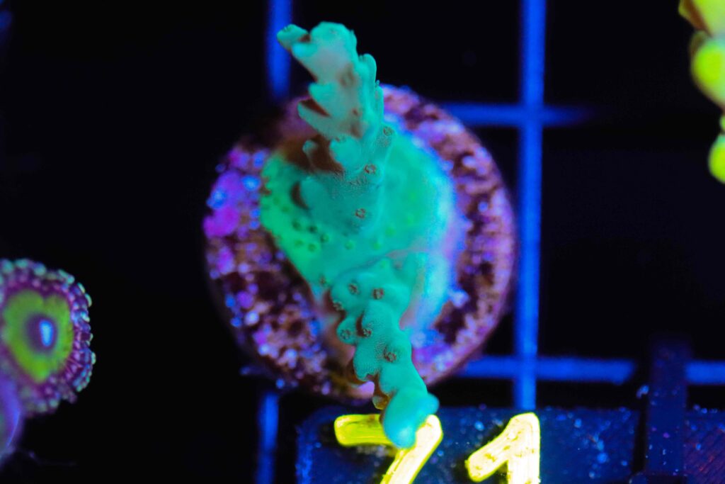 Frag Box Corals