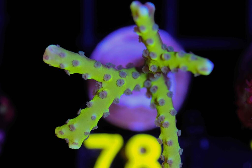 Frag Box Corals