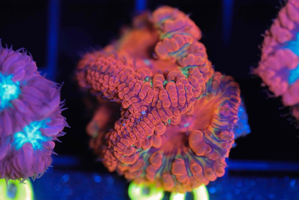Frag Box Corals