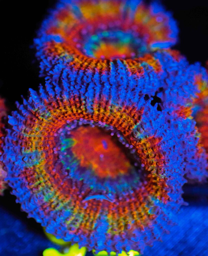 Frag Box Corals